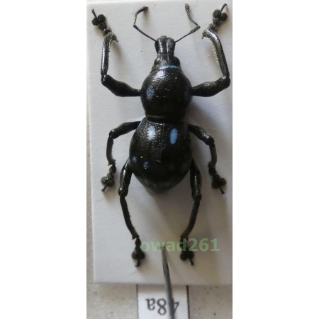 Metapocyrtus consobrinus Schultze, 1919 male Philippines48a